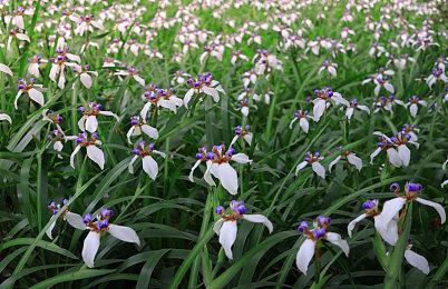 《酒店经营模拟器》Steam版发售 迷人女仆上门服务